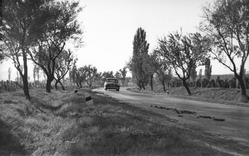1959 Balatonakali, Magyar nemesítésű Jegenye mandula fasor 71es főút, fotó © Mészáros Zoltán